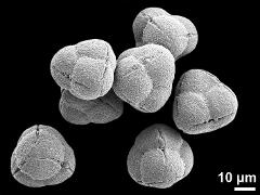 hydrated tetrads