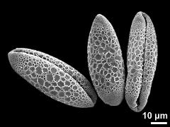 dry pollen grains