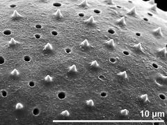 exine surface