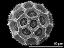 hydrated pollen grain