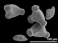 dry pollen,2 aborted pollen grains