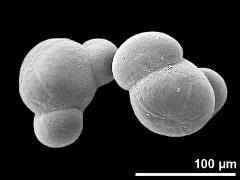 hydrated pollen grains