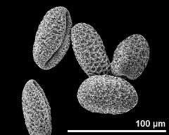 dry pollen grains