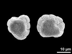 dry pollen grains (polar view)