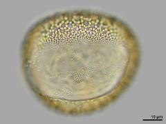 polar view,hydrated pollen