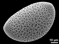 polar proximal view