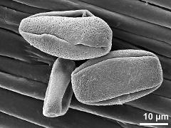 dry pollen grains