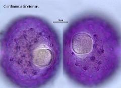 hydrated pollen