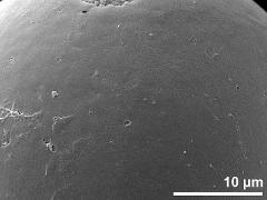 exine surface