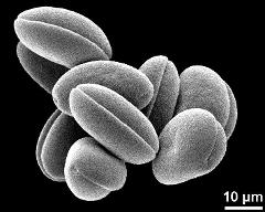 dry pollen grains