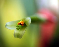 flower(s)