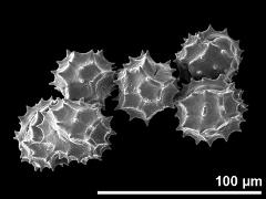 dry pollen grains