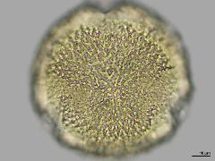 polar view,hydrated pollen