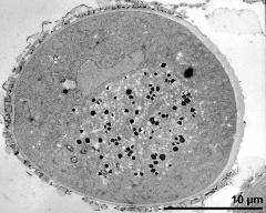 pollen grain in cross section