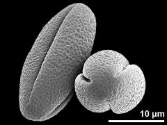 dry pollen grains