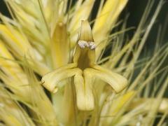 detail of flower(s)