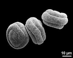 dry pollen grains