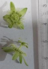 flower(s)