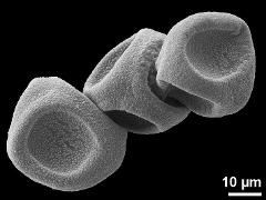 dry pollen