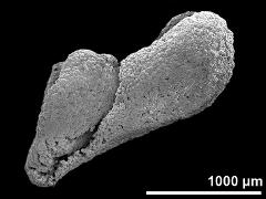 pollinium