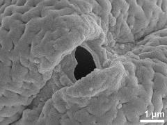 Sculpture along colpi