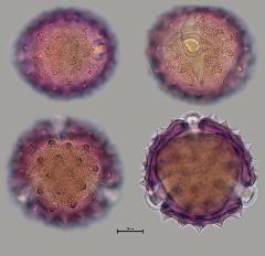 hydrated pollen