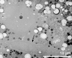 vegetative nucleus (asterisk) and generative cell (arrow)