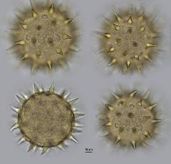 hydrated pollen