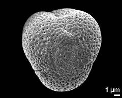 polar view (dry pollen grain)