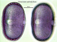 hydrated pollen