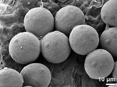 hydrated pollen grains