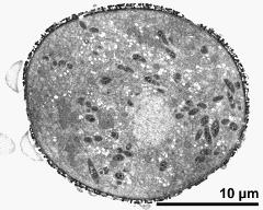 cross section of pollen grain