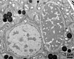 vegetative nucleus and generative cell