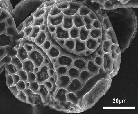 acetolyzed pollen