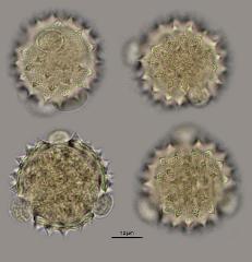 hydrated pollen