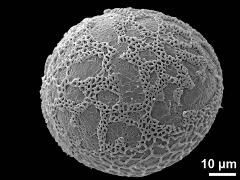 distal polar view