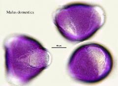 hydrated pollen