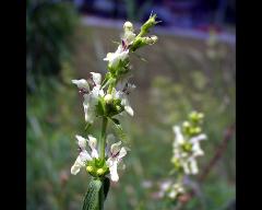 inflorescence(s)