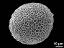 proximal polar view