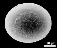 hydrated pollen grain