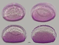 hydrated pollen