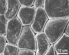 hydrated tetrads (forming pollinium)