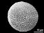 hydrated pollen grain