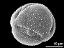 hexacolporate pollen grain