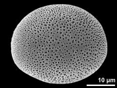 polar proximal view