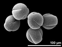 dry pollen grains