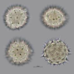 hydrated pollen