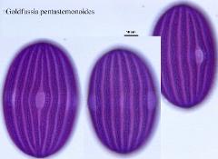 hydrated pollen