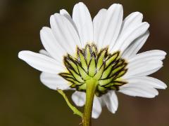 inflorescence(s)