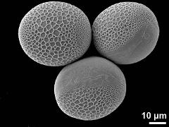 hydrated pollen